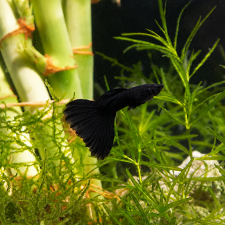 Black Moscow Guppy - Male (Poecilia reticulata)