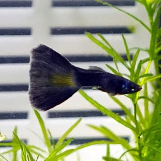 Blue Moscow Guppy - Male (Poecilia reticulata)