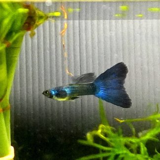 Green Moscow Guppy - Male (Poecilia reticulata)