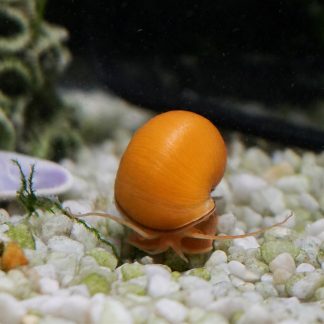Gold Mystery Snail (Pomacea bridgesii)