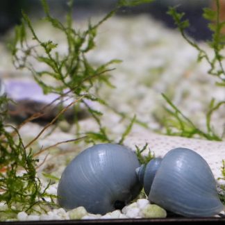 Blue Mystery Snail (Pomacea bridgesii)