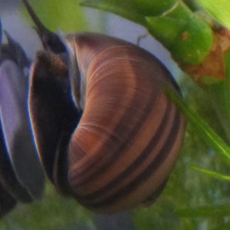 Purple Mystery Snail (Pomacea bridgesii)