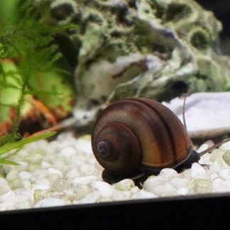 Black Mystery Snail (Pomacea bridgesii)