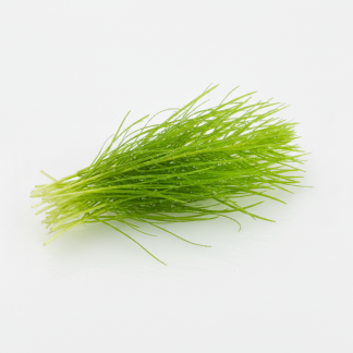 Guppy Grass Portion (Najas guadalupensis)