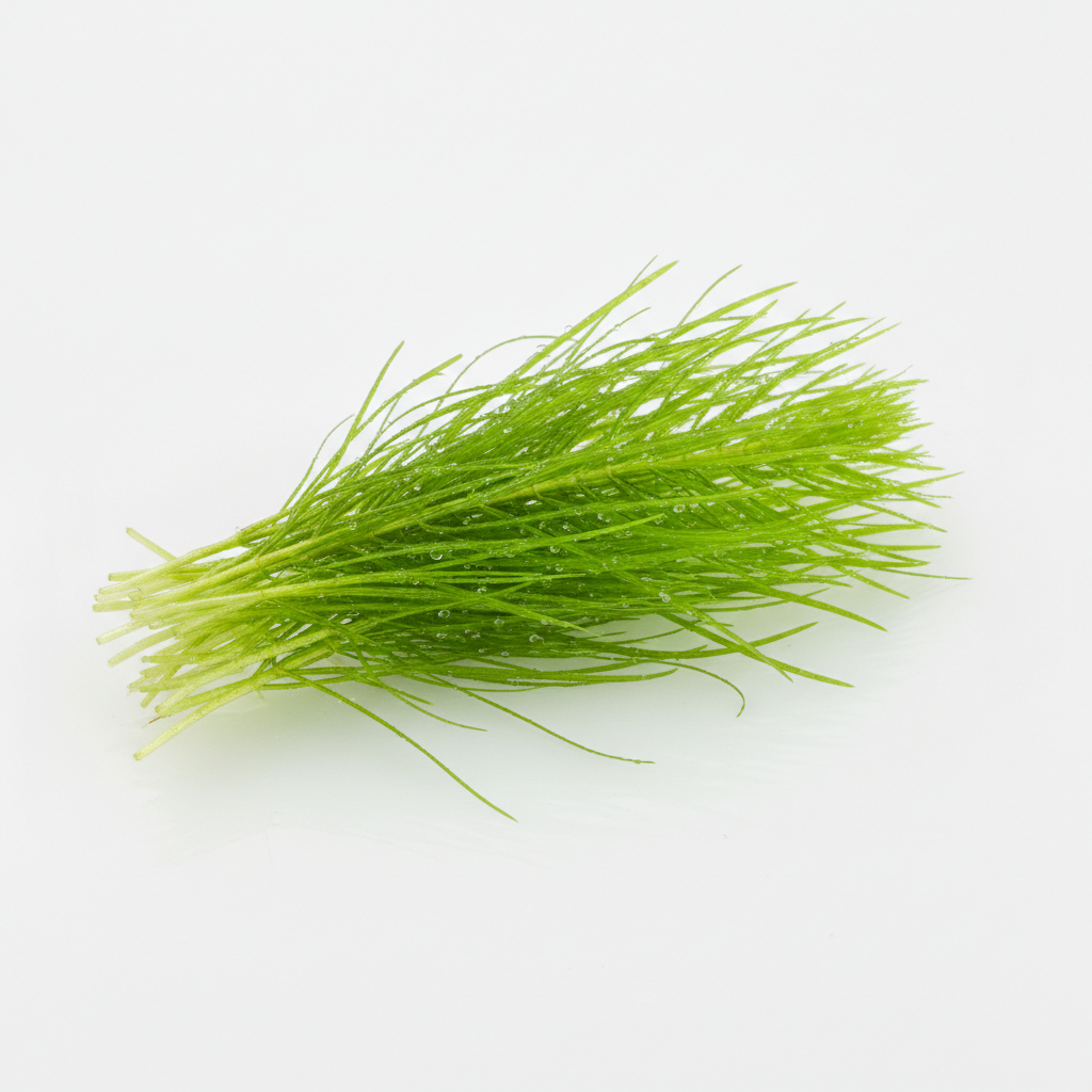 Guppy Grass Portion (Najas guadalupensis)
