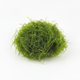 Java Moss Loose Portion