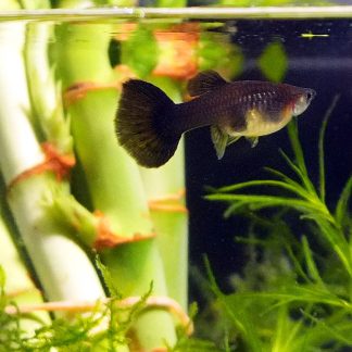 Black Moscow Guppy - Female (Poecilia reticulata)