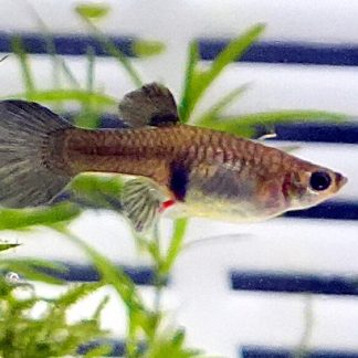 Blue Moscow Guppy - Female (Poecilia reticulata)