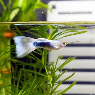 White Tuxedo Guppy - Male (Poecilia reticulata)
