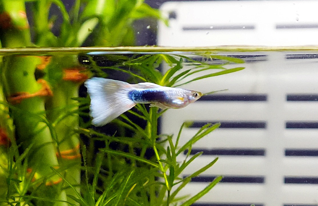 White Tuxedo Guppy - Male (Poecilia reticulata)