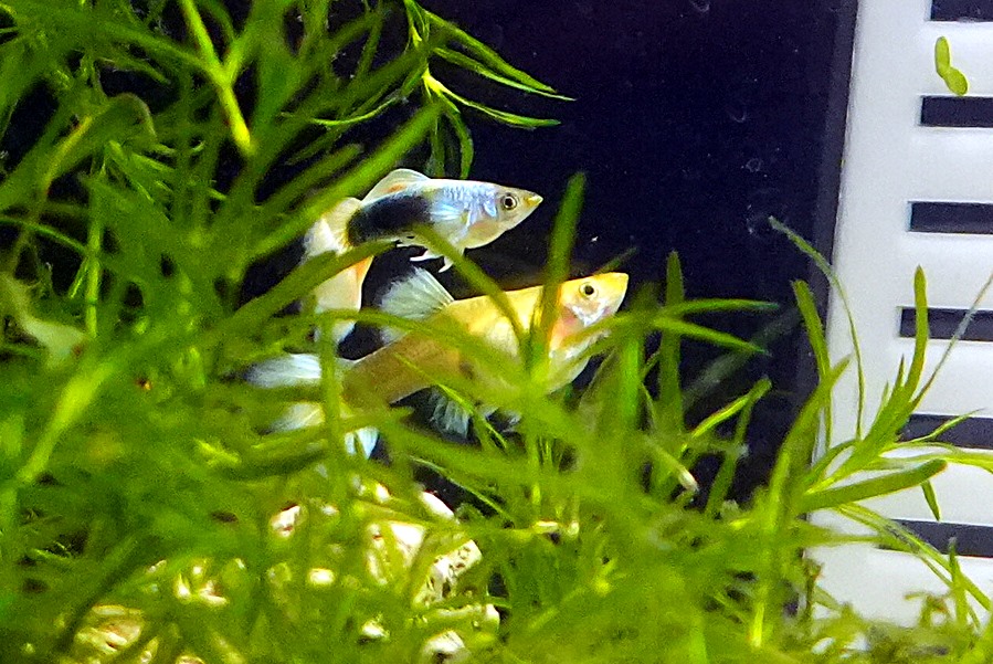 White Tuxedo Guppy - Male (Poecilia reticulata) - Image 2