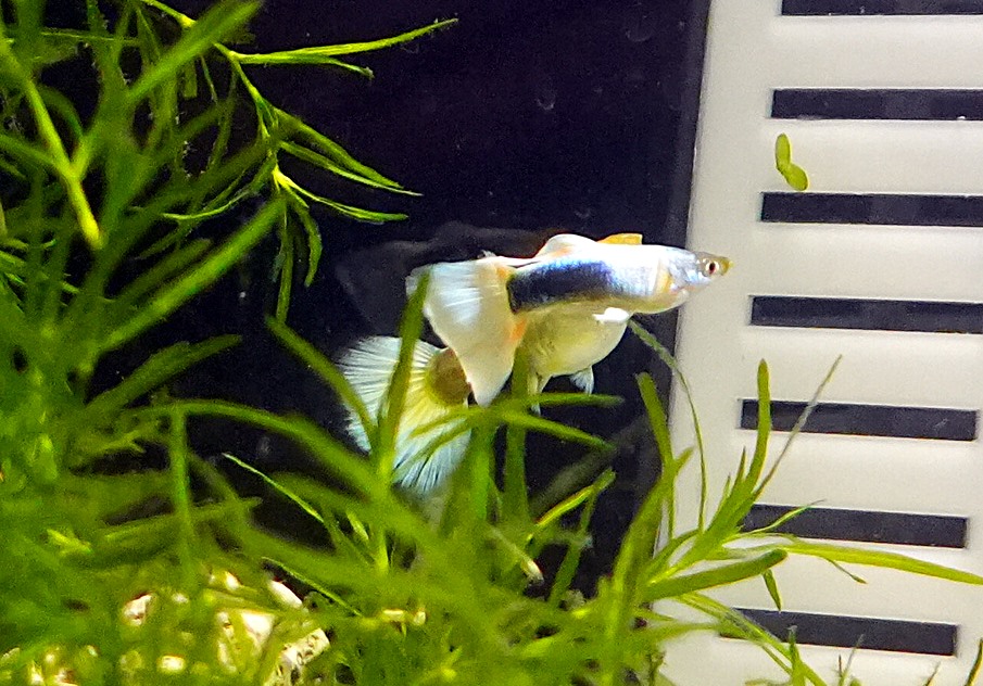 White Tuxedo Guppy - Male (Poecilia reticulata) - Image 3