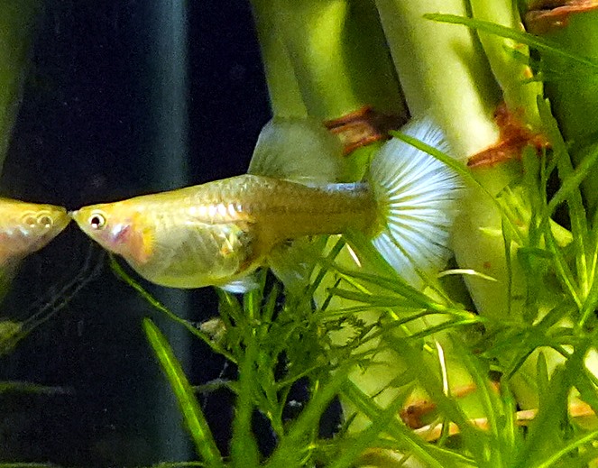 White Tuxedo Guppy - Female (Poecilia reticulata) - Image 5