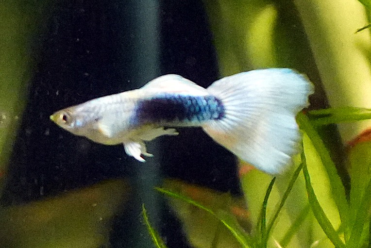 White Tuxedo Guppy - Male (Poecilia reticulata) - Image 4