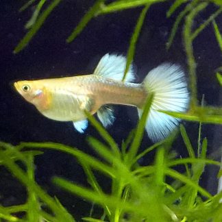 White Tuxedo Guppy - Female (Poecilia reticulata)