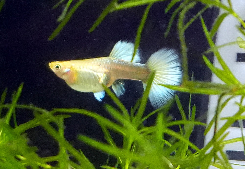 White Tuxedo Guppy - Female (Poecilia reticulata)