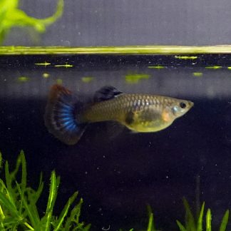 Green Moscow Guppy - Female (Poecilia reticulata)