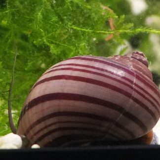 Magenta Mystery Snail (Pomacea bridgesii)