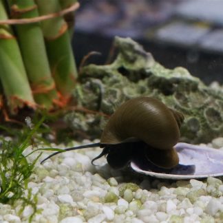 Green Mystery Snail (Pomacea bridgesii)